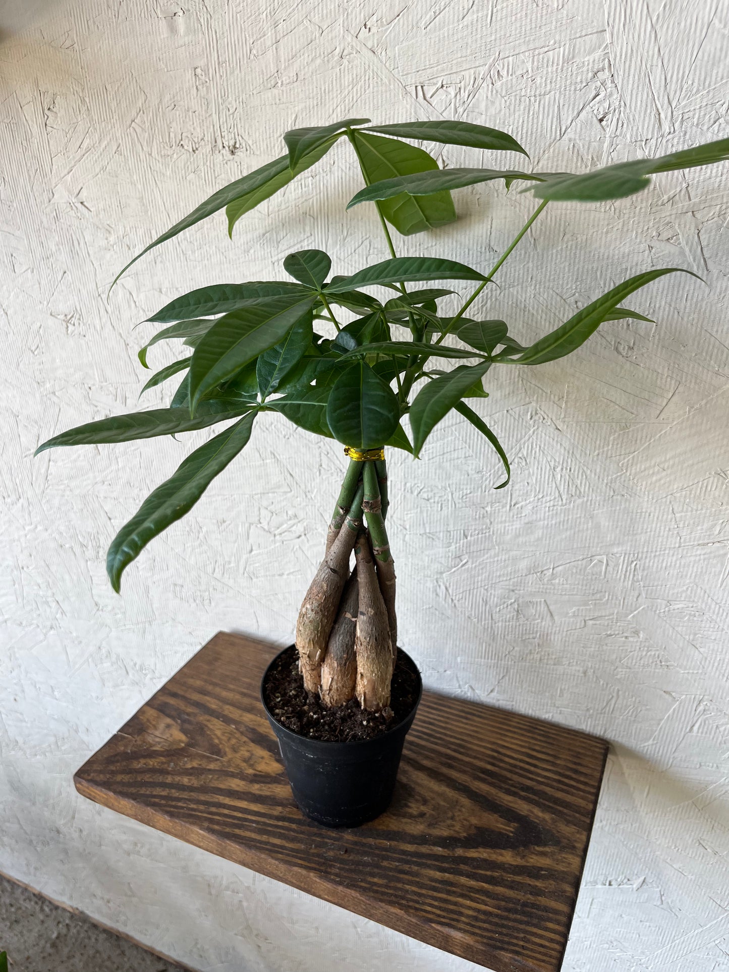 Money Tree