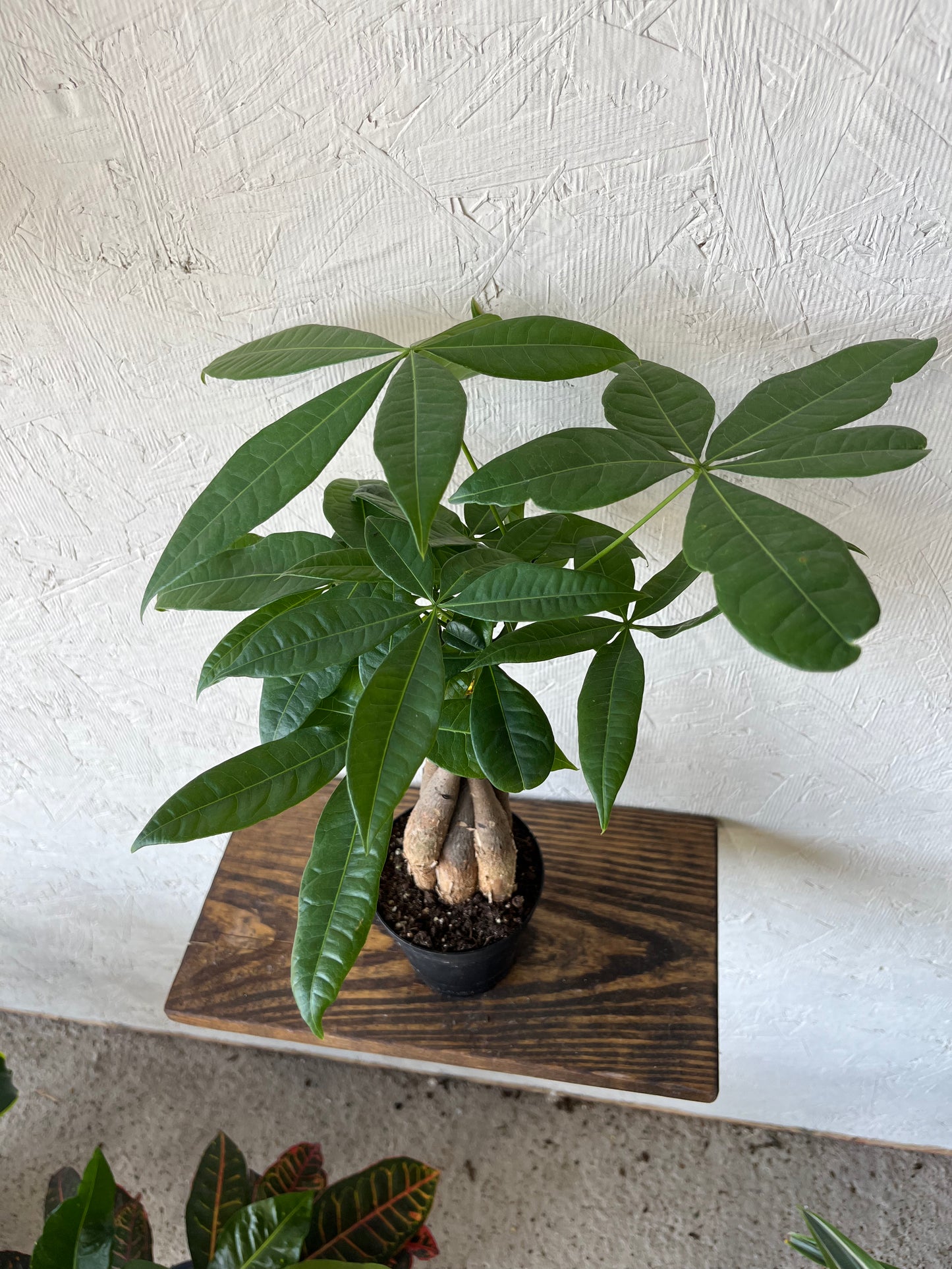 Money Tree