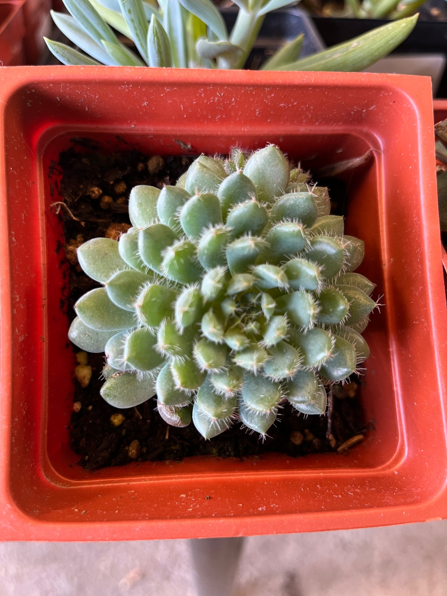 Echeveria Rundelii