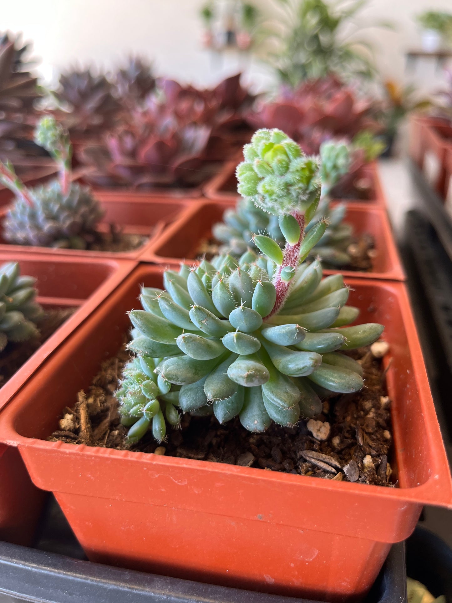 Echeveria Rundelii