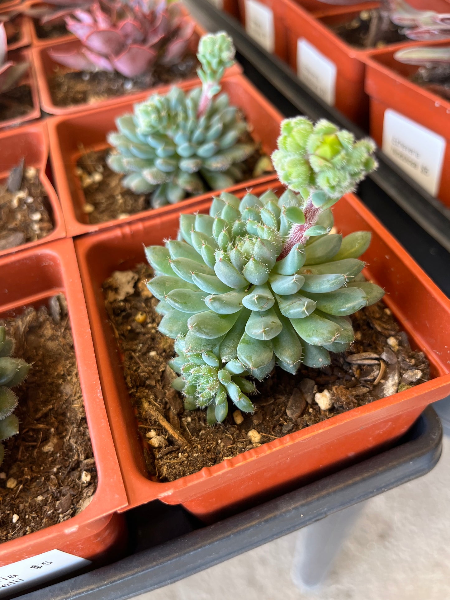 Echeveria Rundelii