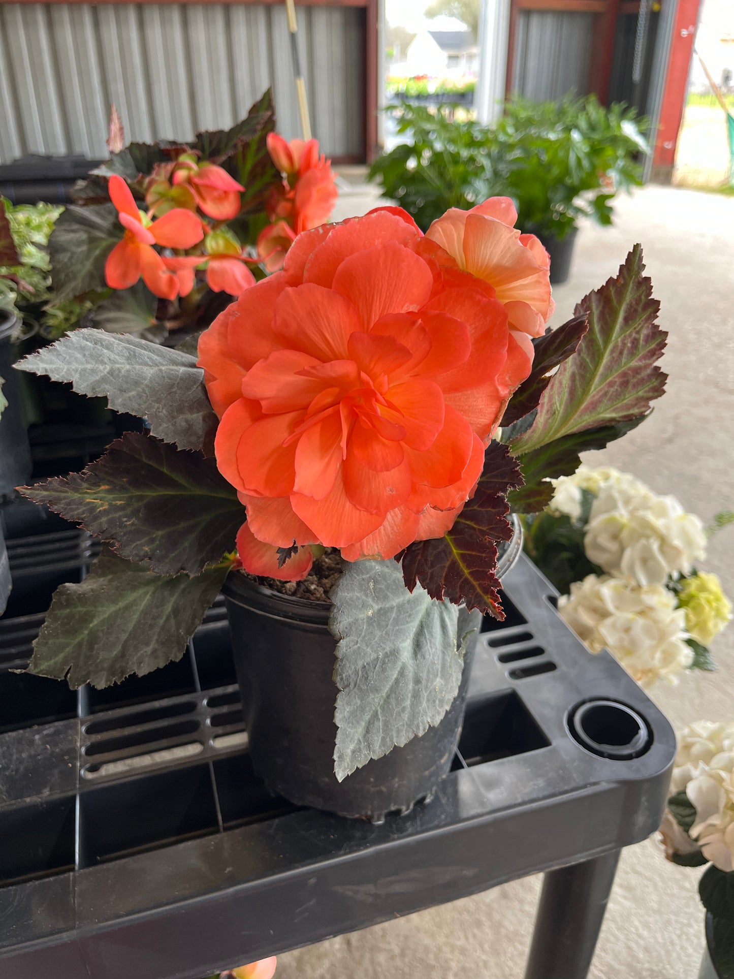 Begonia I’Conia