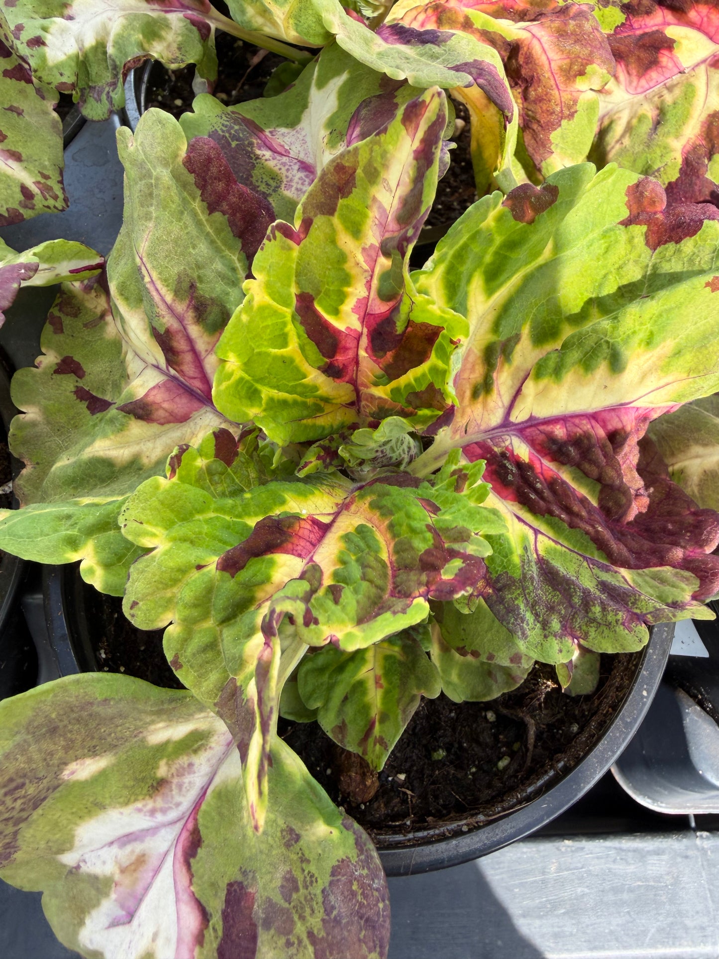 Coleus- Kong