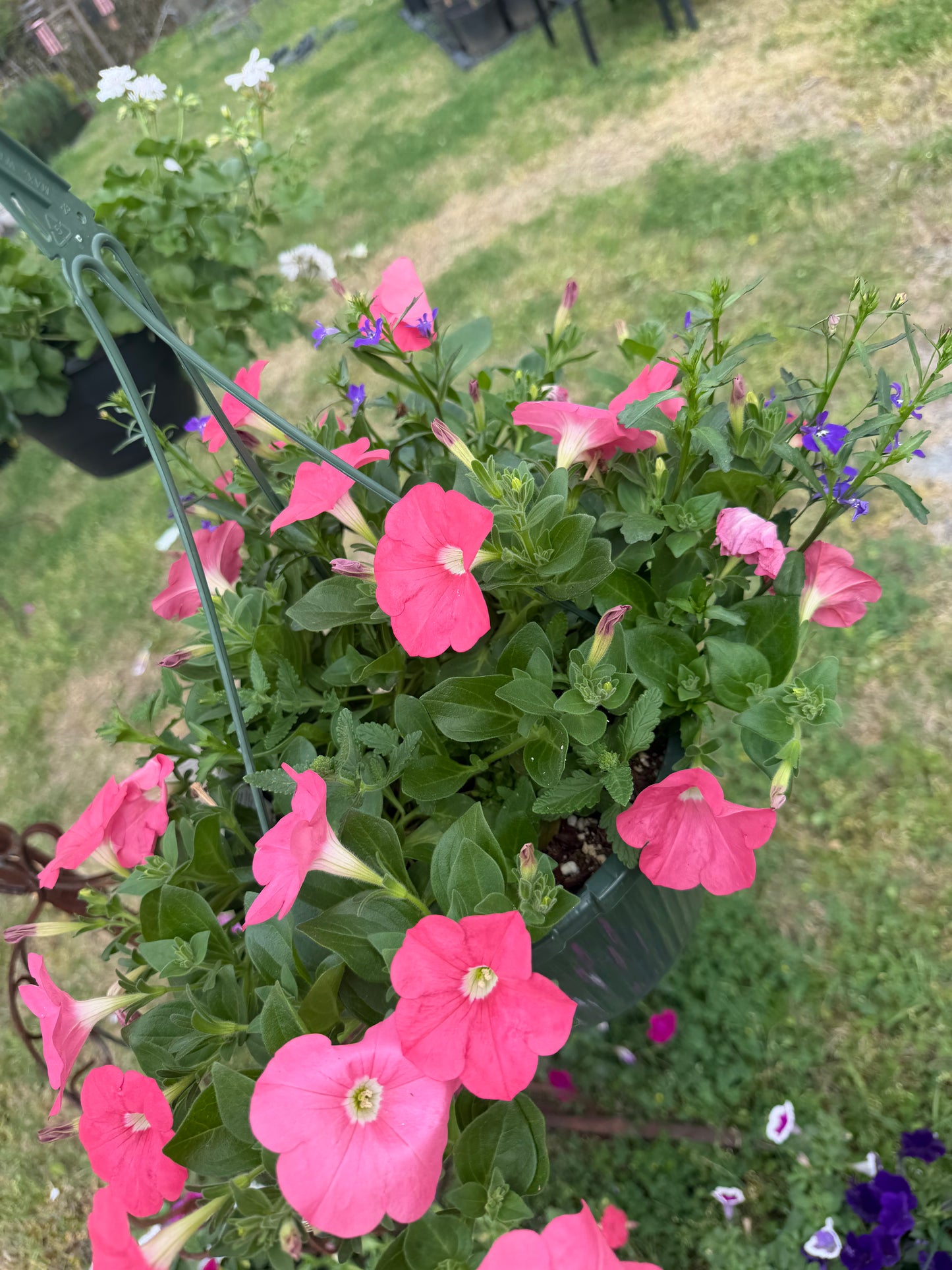 11” Hanging Basket Combo
