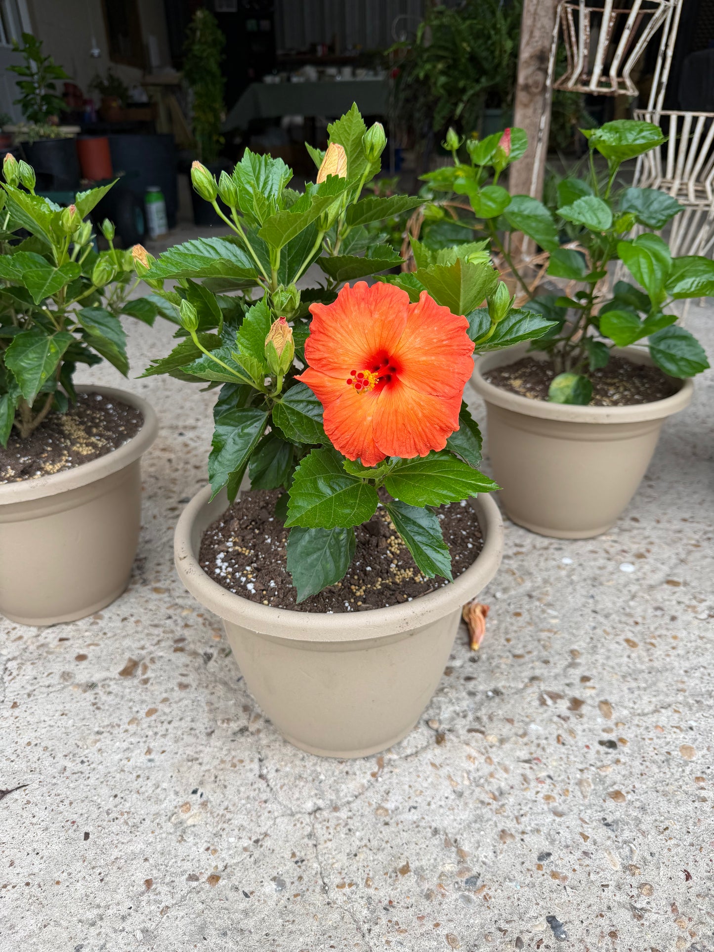 Hibiscus- Tropical