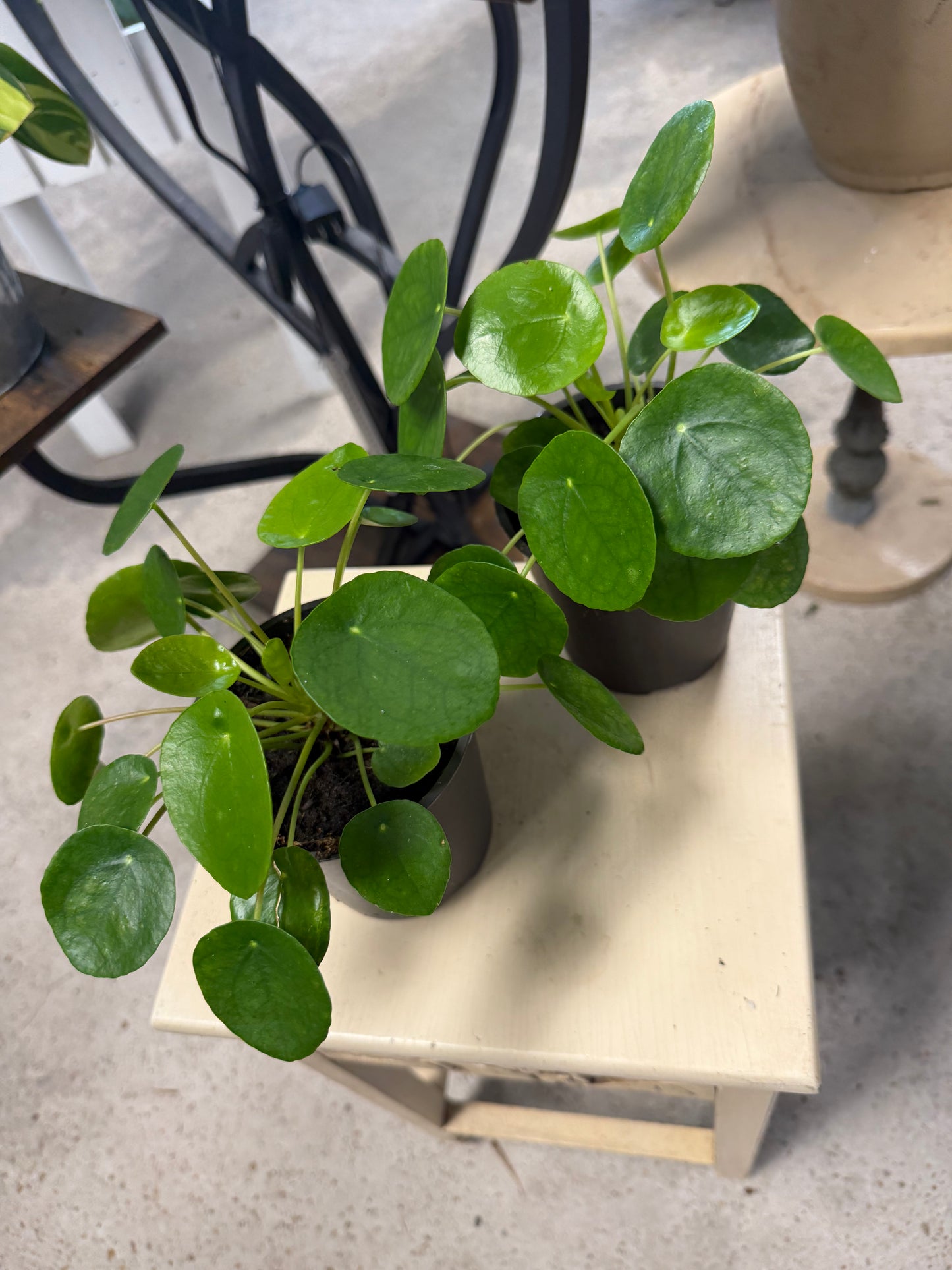 Peperomia Pilea - "Friendship Plant"