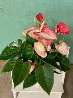 Anthurium