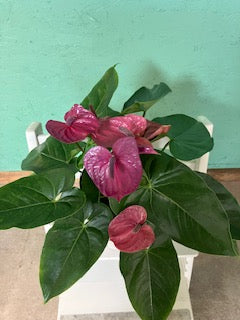 Anthurium