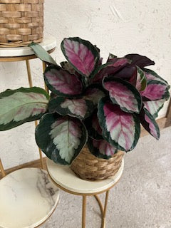 Calathea