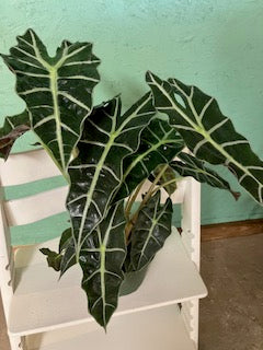 Alocasia