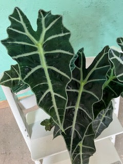 Alocasia