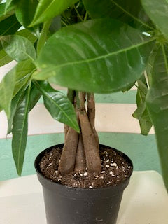 Money Tree
