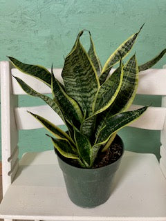 Sansevieria