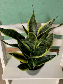 Sansevieria