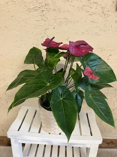 Anthurium