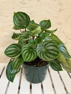 Peperomia - 6" varigated