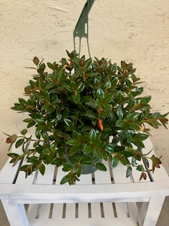 goldfish plant hanging Goldfish Plant (Hanging Plant) – Ms. Jo's Plants & Gifts, LLC