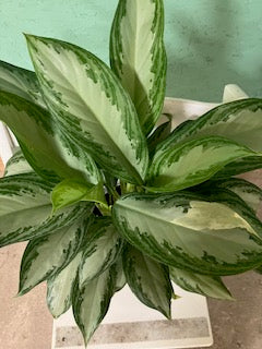 Aglaonema- Silver Bay