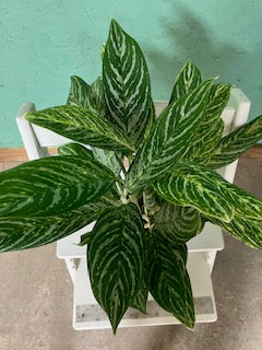Aglaonema- Colored