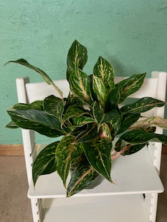 Aglaonema- Colored