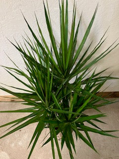 Marginata Cane