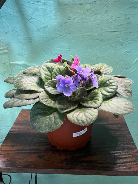 African Violet