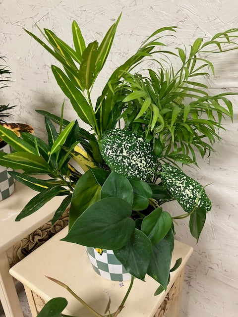 Dish Garden
