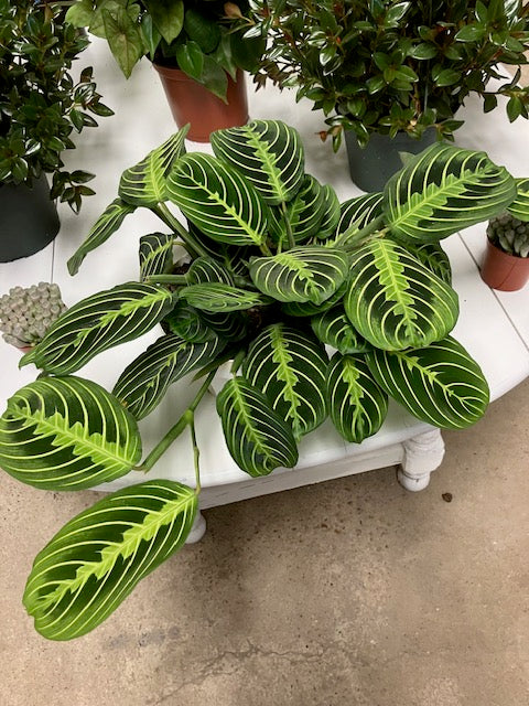 Maranta Prayer Plant