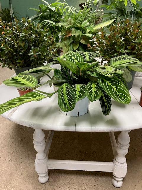 Maranta Prayer Plant