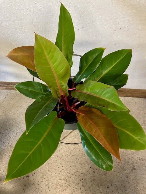 Philodendron - Prince of Orange