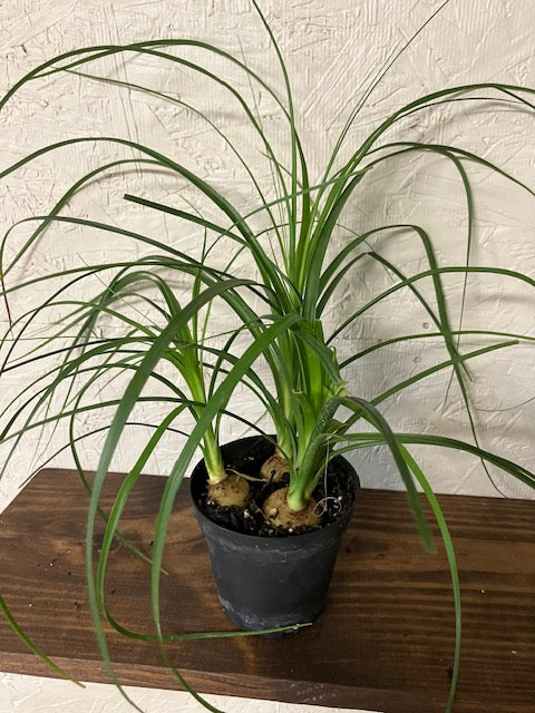 Ponytail Palm