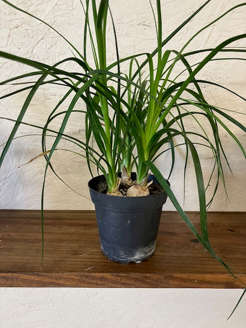 Ponytail Palm