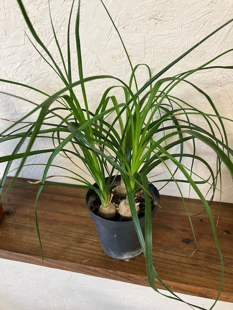 Ponytail Palm