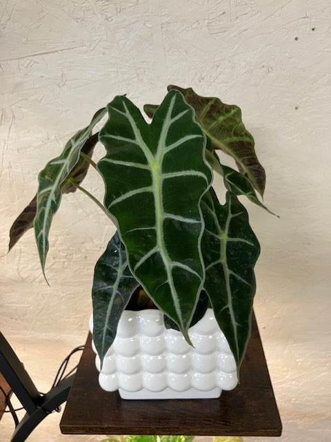 Alocasia