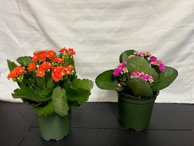Kalanchoe