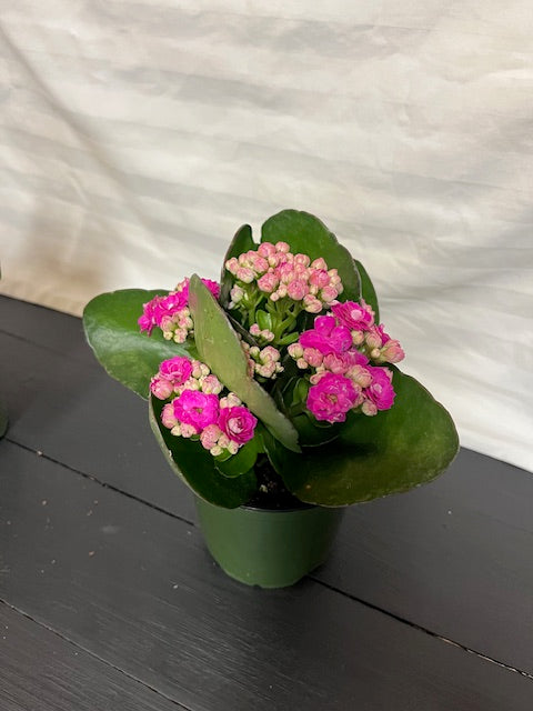 Kalanchoe