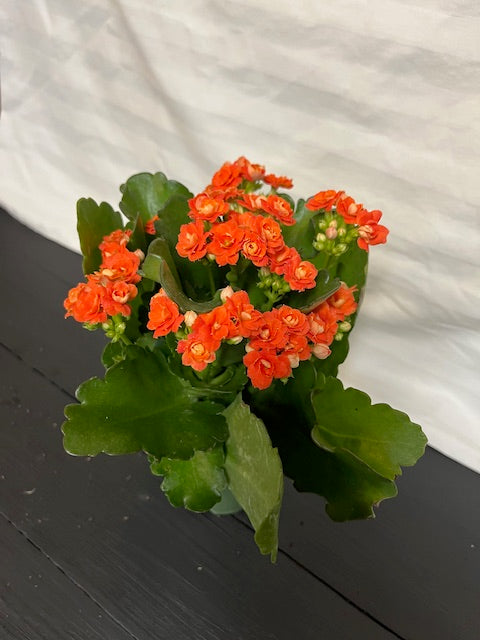 Kalanchoe