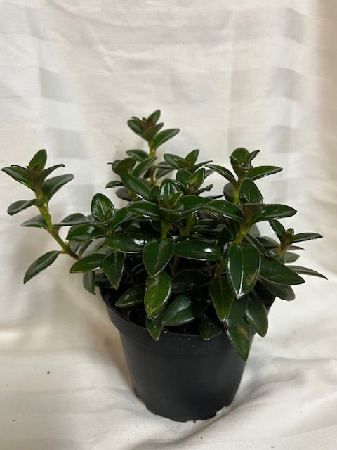 Goldfish Plant