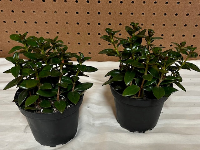 Goldfish Plant