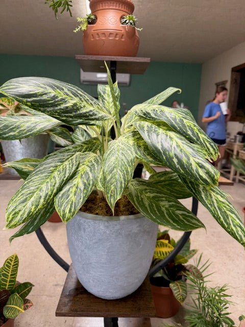 Aglaonema- with Pot