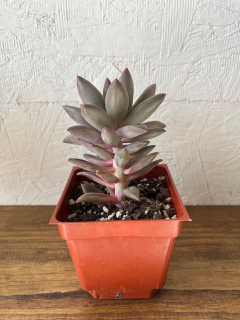 Echeveria Red Dragon