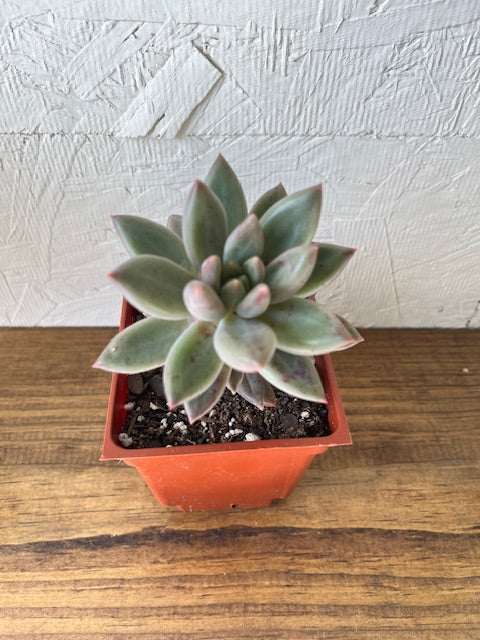 Echeveria Red Dragon
