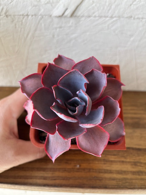Echeveria Afterglow