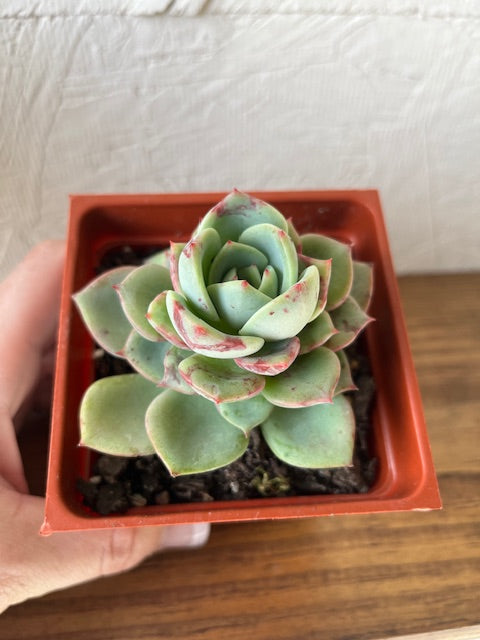 Echeveria Agavoides Salmon