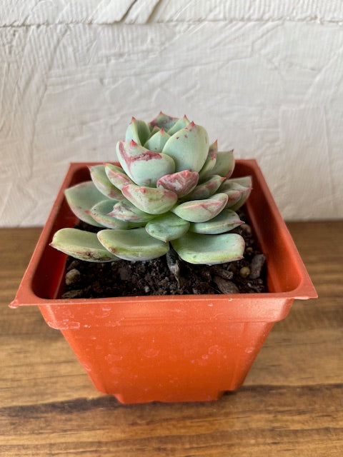 Echeveria Agavoides Salmon