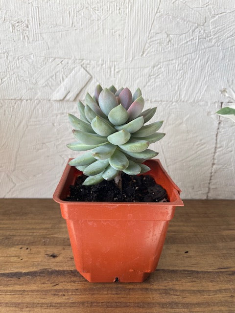 Echeveria Estrella