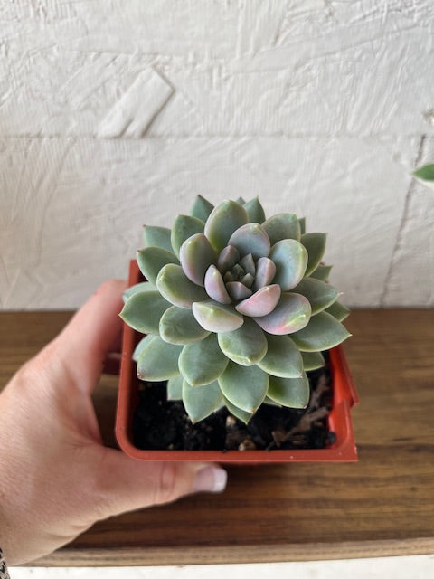 Echeveria Estrella
