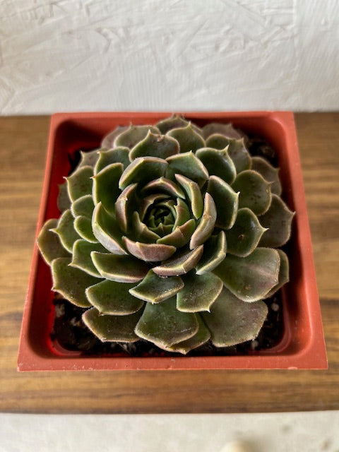 Echeveria Brown Rose