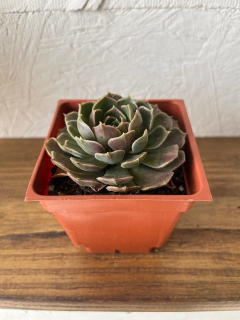 Echeveria Brown Rose