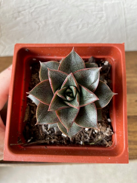 4” Pot